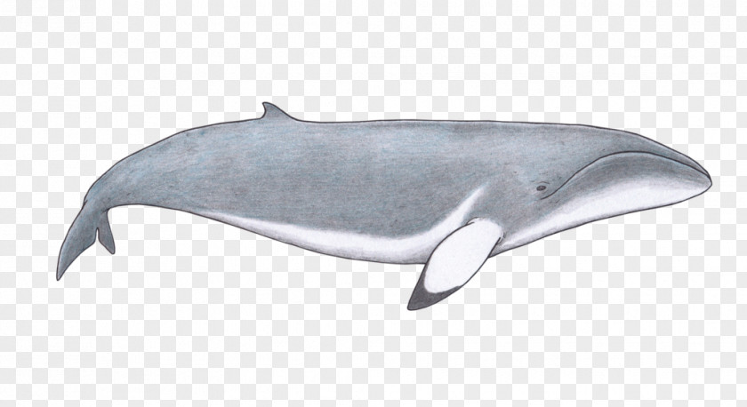 Jurassic Animals Porpoise Tucuxi Whale Rough-toothed Dolphin Common Bottlenose PNG
