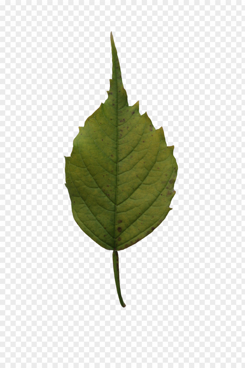 Leaf Tree Birch Plant PNG