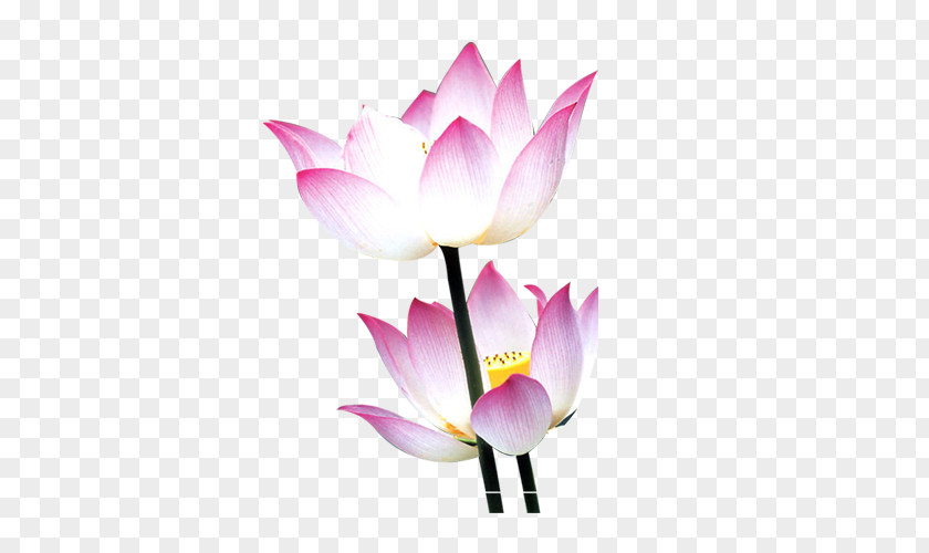 Lotus Nelumbo Nucifera Water Lily Flower Mid-Autumn Festival PNG