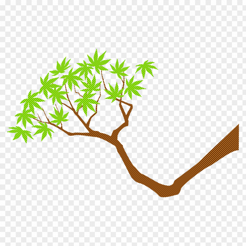 Maple Branch Leaves Tree PNG