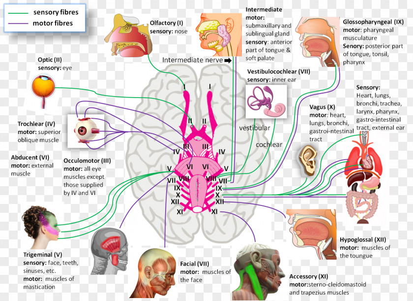 Nerve Cranial Nerves Nervous System Physiology Anatomy PNG
