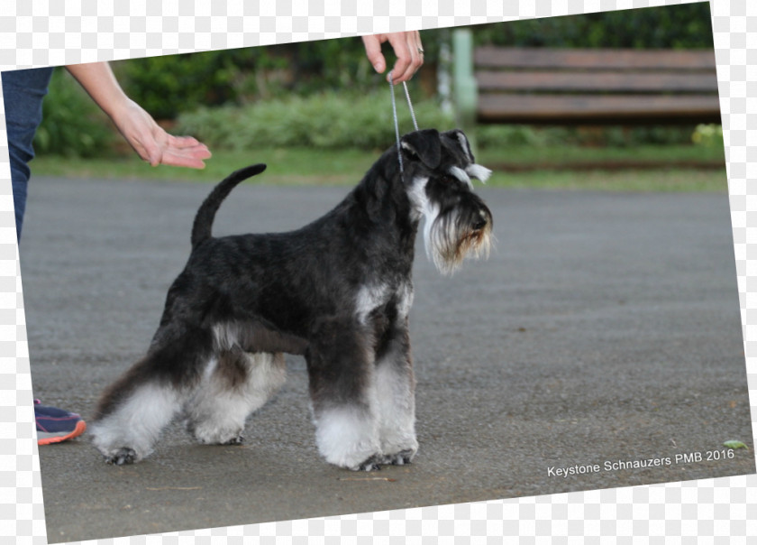 Puppy Miniature Schnauzer Standard Dog Breed PNG