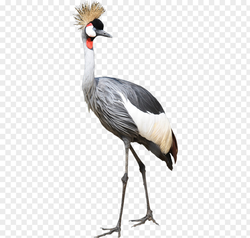 Bird Great Herons Egret Clip Art PNG