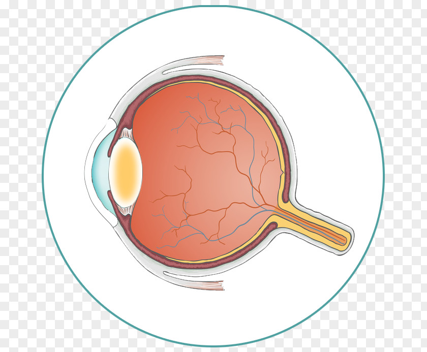 Eye Anatomy Optik Linde GmbH Industrial Design Bedeutung PNG