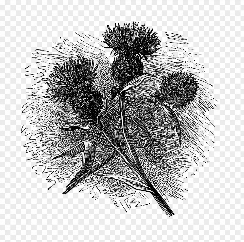 Flower Illustration Drawing Black And White Botanical PNG