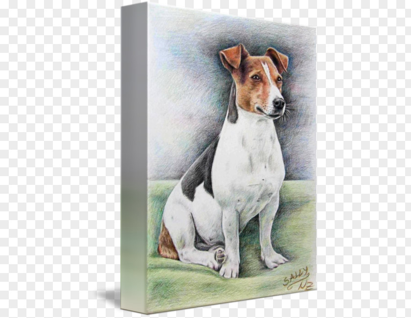 Jack Russell Terrier Dog Breed English Foxhound Puppy Companion PNG