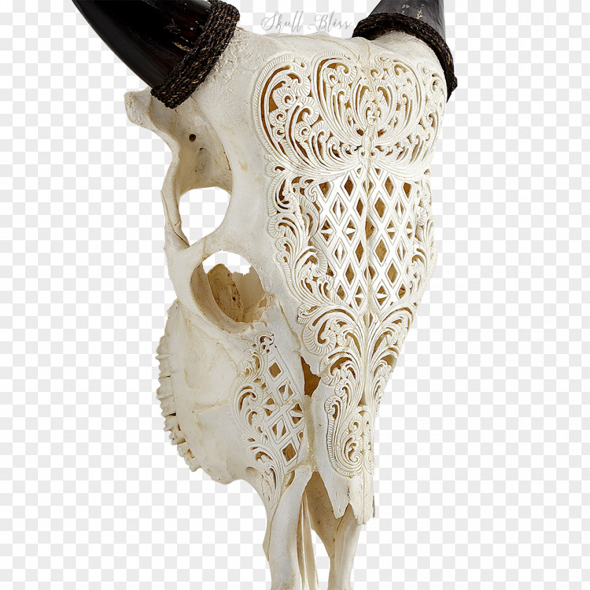 Skull Cattle Bone Horn PNG