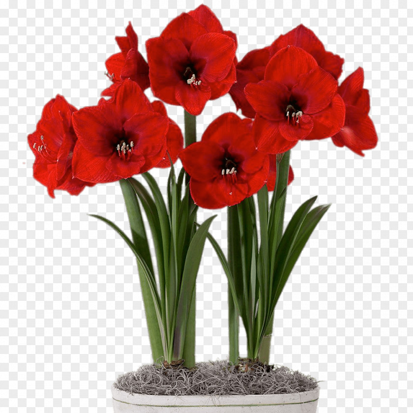 Bulb Amaryllis Flowerpot Houseplant PNG