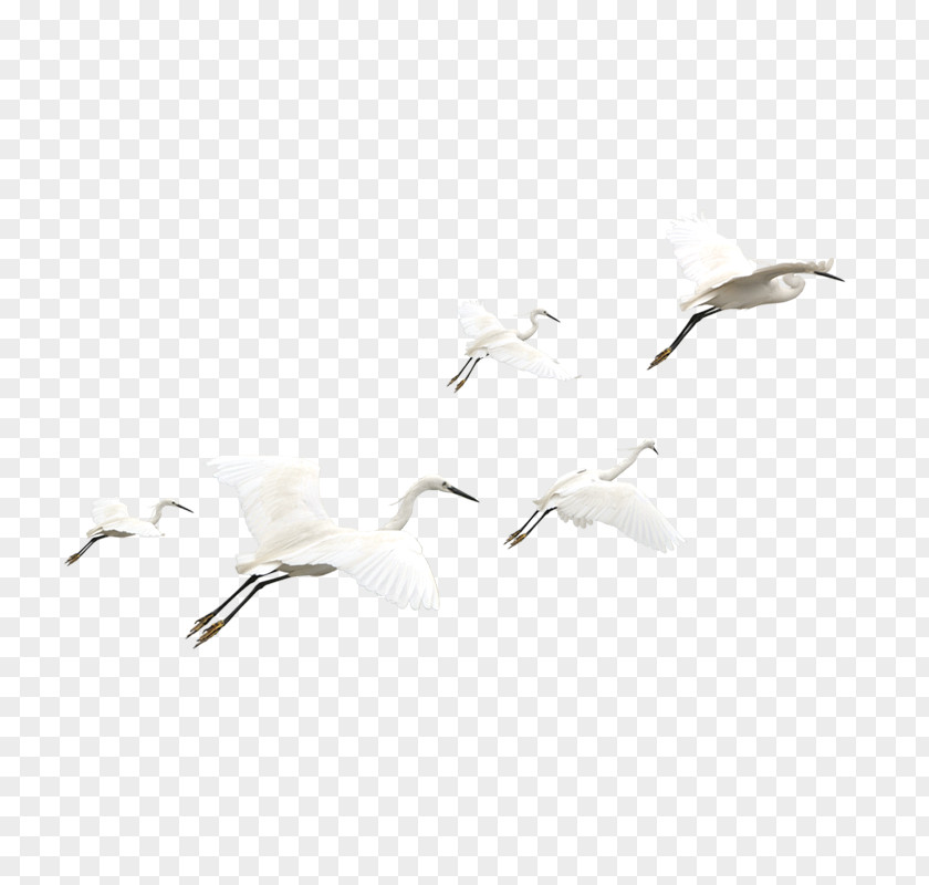 Crane Bird White Pattern PNG