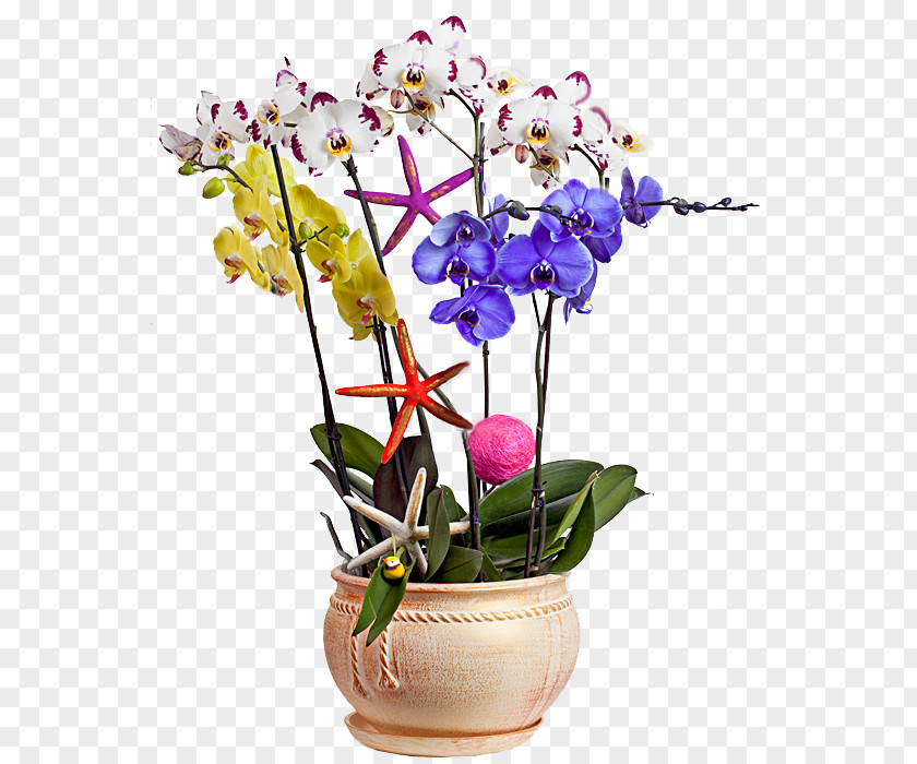 Flower Moth Orchids Cut Flowers Floral Design Garden Roses PNG