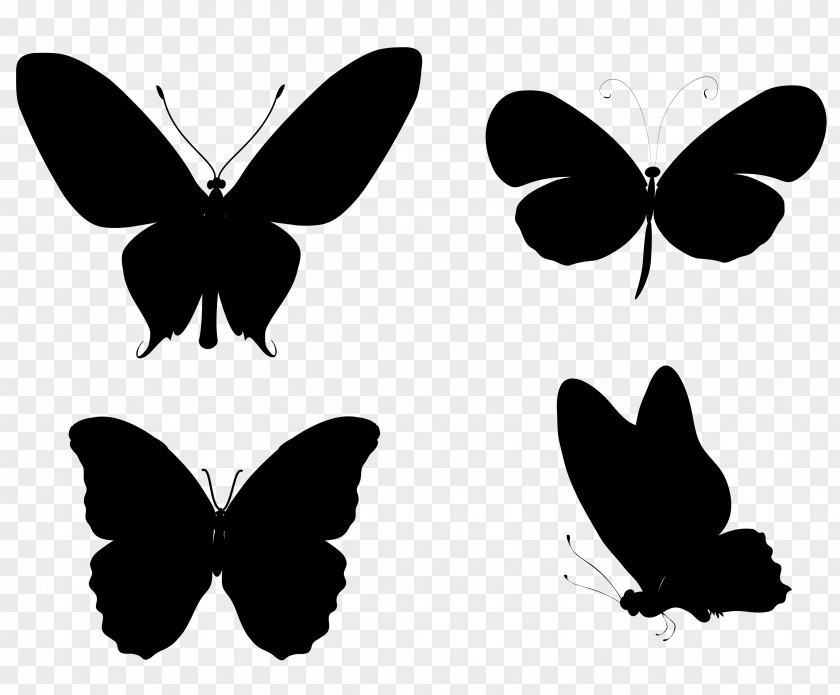 Monarch Butterfly Insect Silhouette Drawing PNG