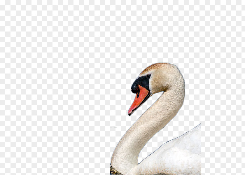 Swan Head Cygnini Icon PNG