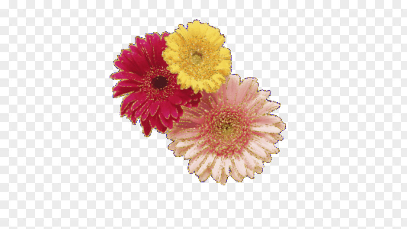 Colorful Chrysanthemum Flower Gerbera Jamesonii PNG