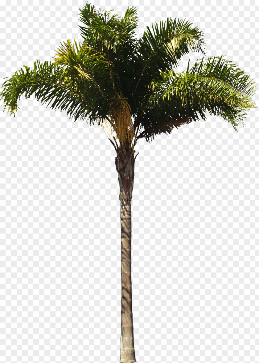 Palm Tree Arecaceae Queen Architect Woody Plant PNG