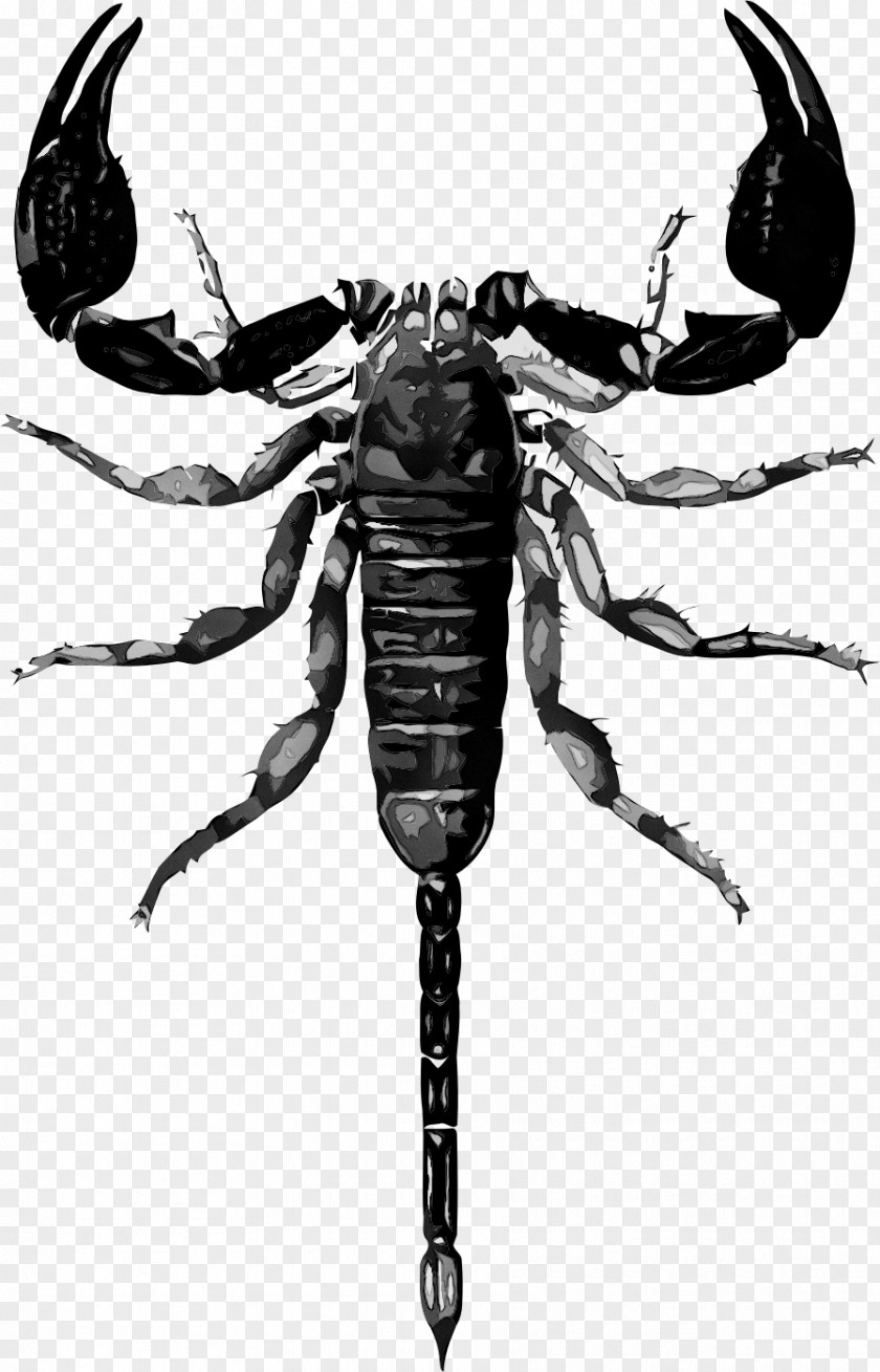 Scorpion Vector Graphics Clip Art Drawing PNG