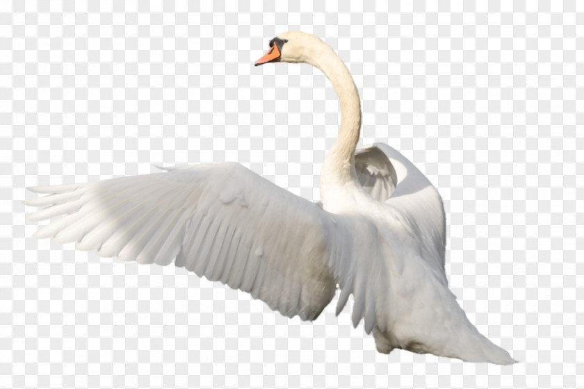Swan Cygnini Bird Clip Art PNG
