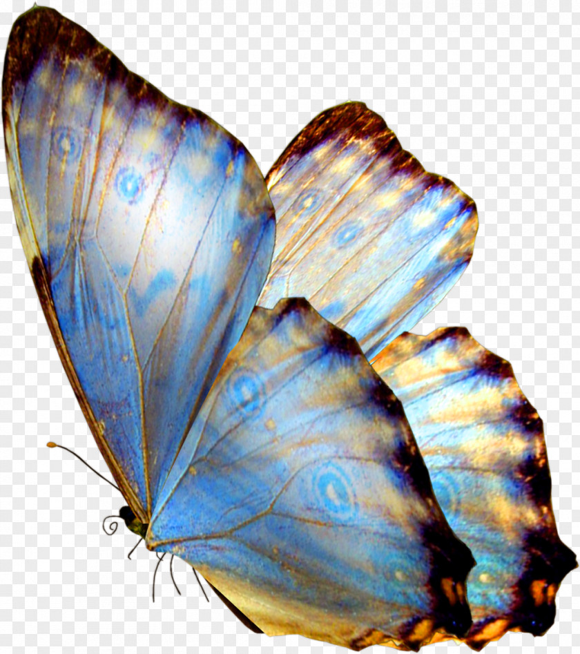 Butterfly Gift PNG