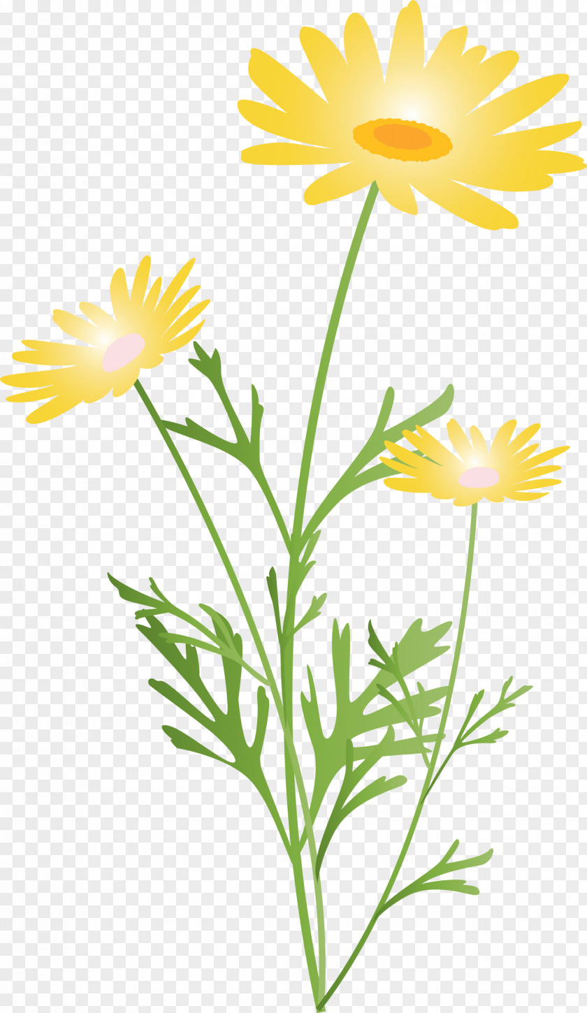 Marguerite Flower Spring PNG