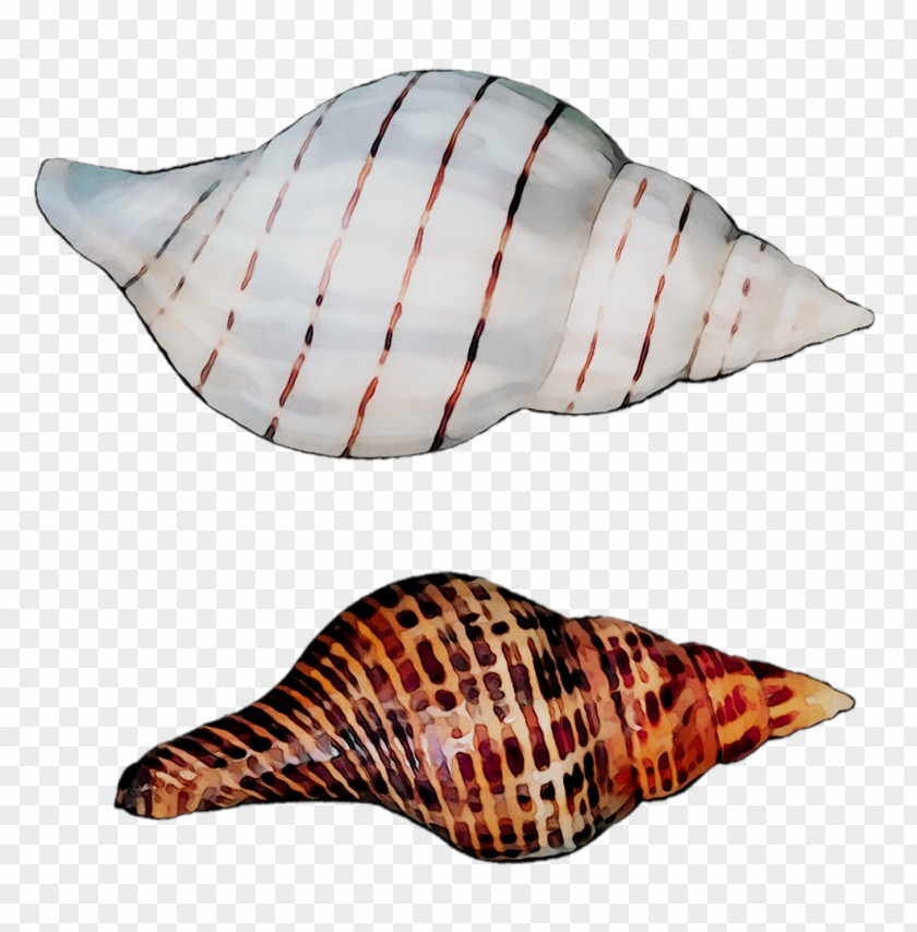 Seashell Clip Art Sea Snail Image PNG