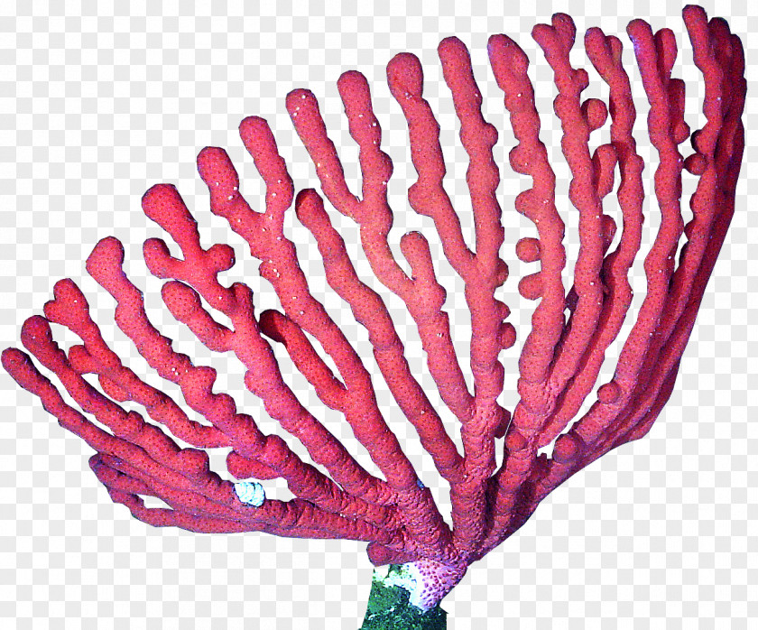 Banksia Caleyi Clip Art Coral Vector Graphics Image PNG