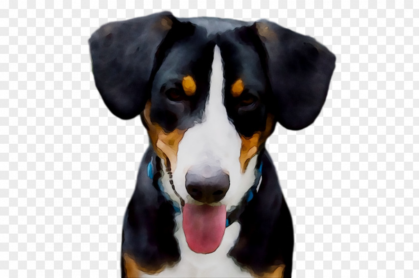 Finnish Hound Entlebucher Mountain Dog Appenzeller Sennenhund Greater Swiss Drever PNG