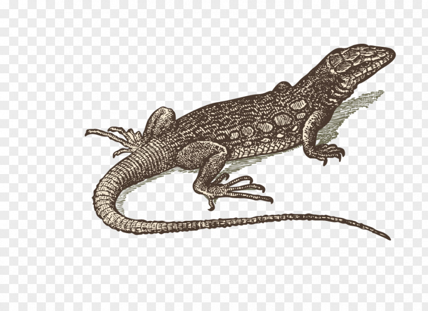 Hand-painted Lizard-free Material Lizard Reptile Gecko PNG