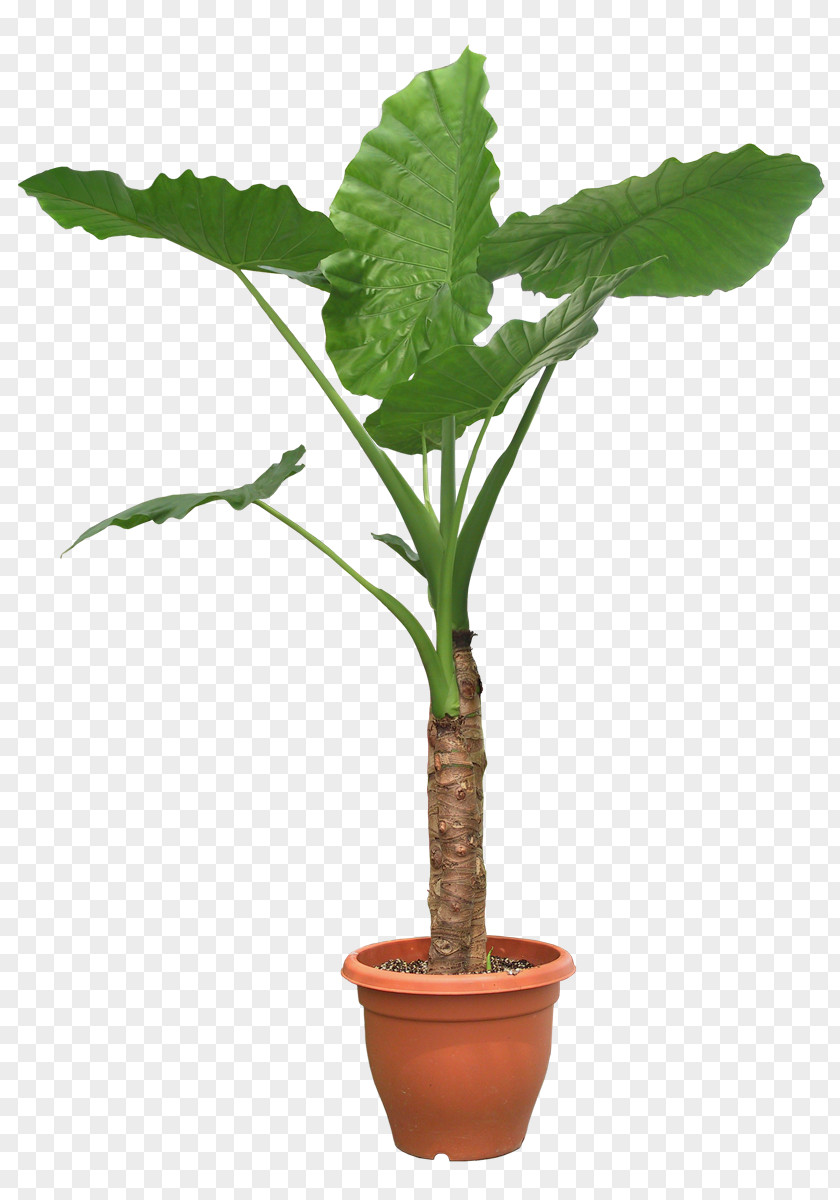 Plant Potted Houseplant Tree Pixel PNG