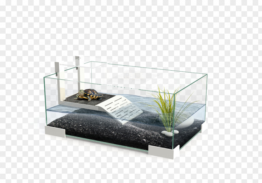 Giving Reptile Turtle Aquarium Terrarium Terrapin PNG