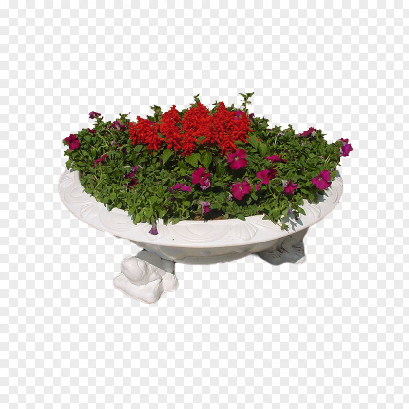 King Disc Plate-bande Flower Garden Rose PNG