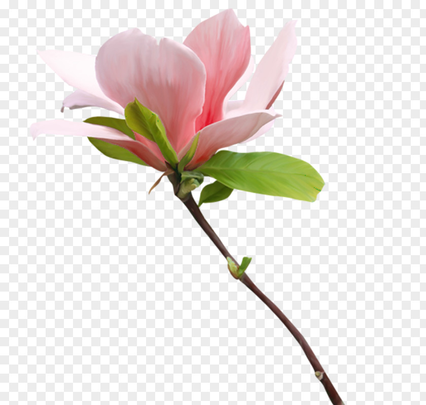 Rhododendron Cut Flowers Pink Flower Cartoon PNG