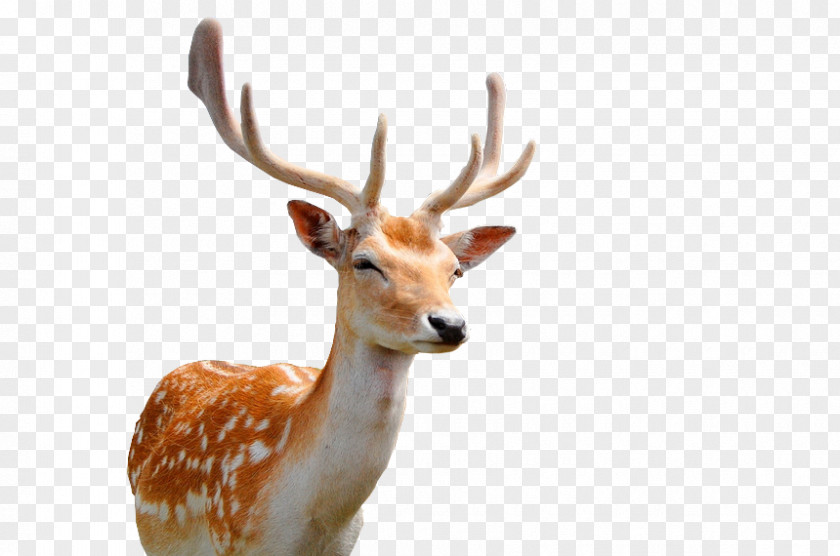 Sika Deer Face Closeup High Efficiency Video Coding Android 64-bit Computing Amlogic PNG