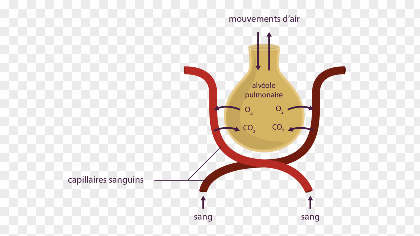 Blood Pulmonary Alveolus Lung Capillary Dioxygen PNG