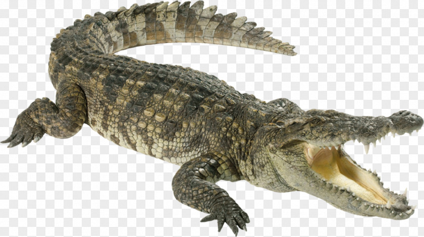 Crocodile Nile Reptile PNG