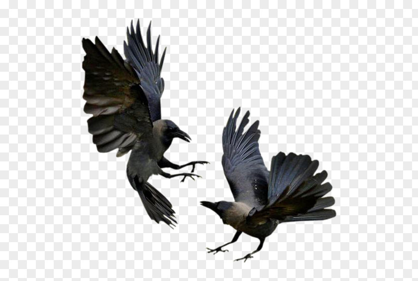 Crow Bird Common Raven House Flight Magpie PNG