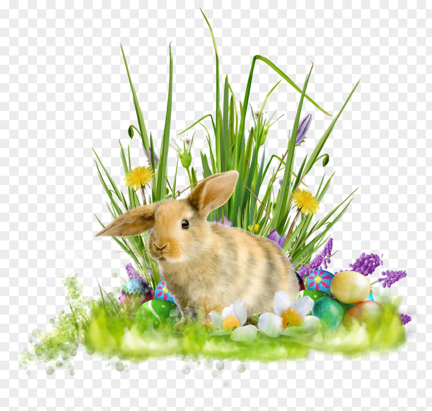 Easter Domestic Rabbit Bunny Holiday PNG