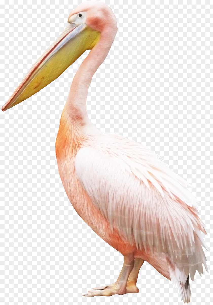 Flamingo Bird Pelican Crane PNG