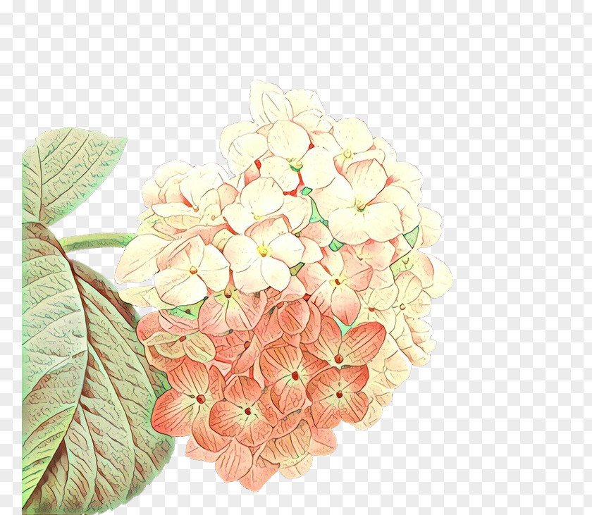 Flower Hydrangeaceae Hydrangea Plant Petal PNG
