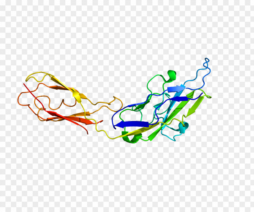 Pymol SIGLEC5 Protein Lectin Sialic Acid PNG