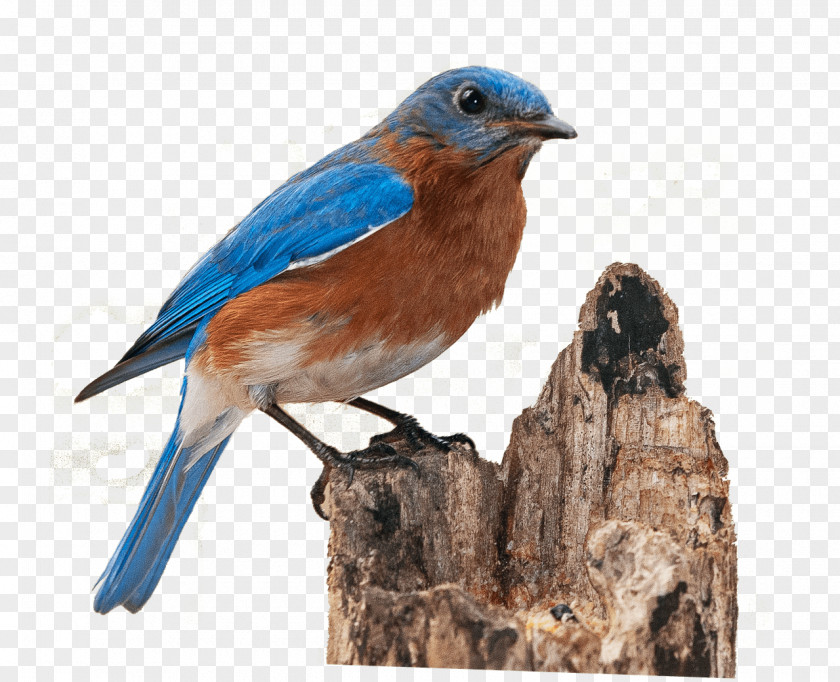 Bird Western Bluebird Eastern PNG