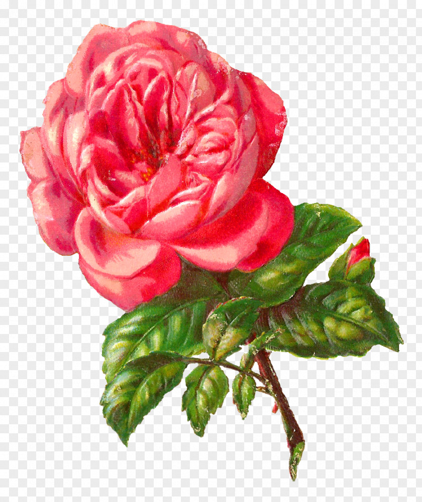 Botanical Rose Flower Pink Clip Art PNG
