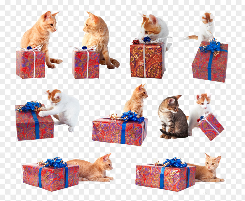 Cat Gift Clip Art PNG