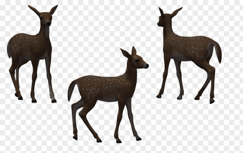 Free Deer Pictures Elk Wildlife Illustration PNG