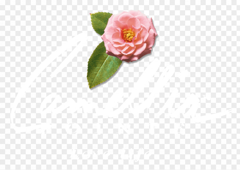 Point Blank Logo Cabbage Rose Garden Roses Petal Cut Flowers Pink M PNG