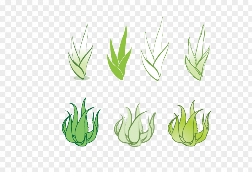 Aloe Vera Euclidean Vector Clip Art PNG