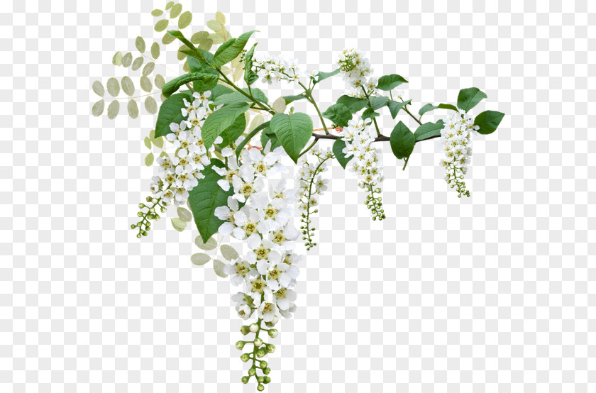 Anemones Prunus Padus Белая черёмуха White Color PNG