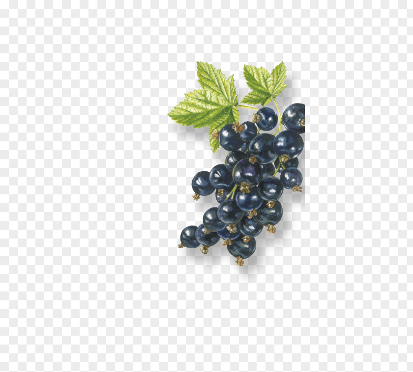 Black Currant Grape Zante Organic Food Bilberry Blackcurrant PNG
