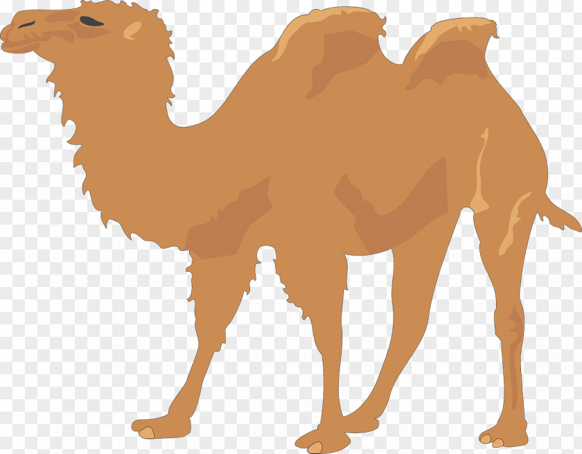 Brown Camel Dromedary Bactrian Clip Art PNG