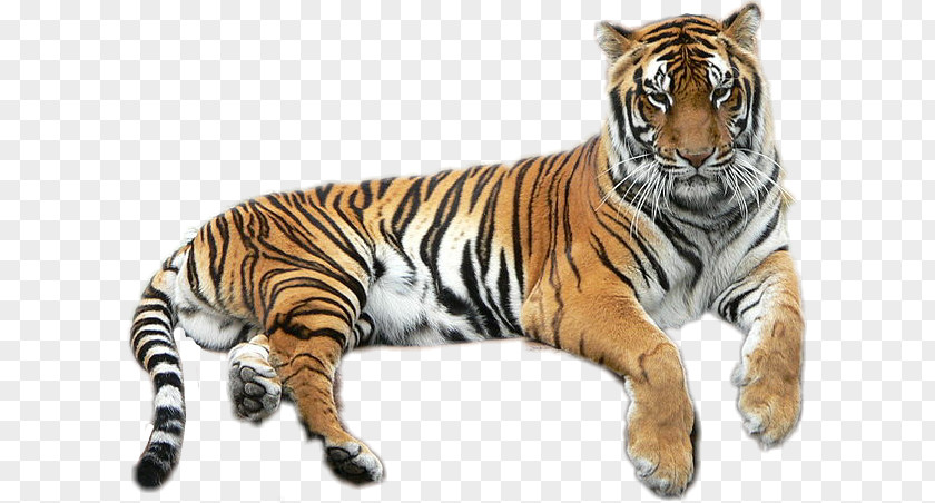 Lion Bengal Tiger Golden Liger Felidae PNG