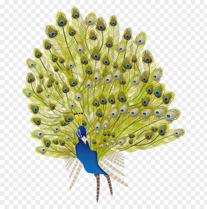Peacock Open Screen Feather Peafowl PNG