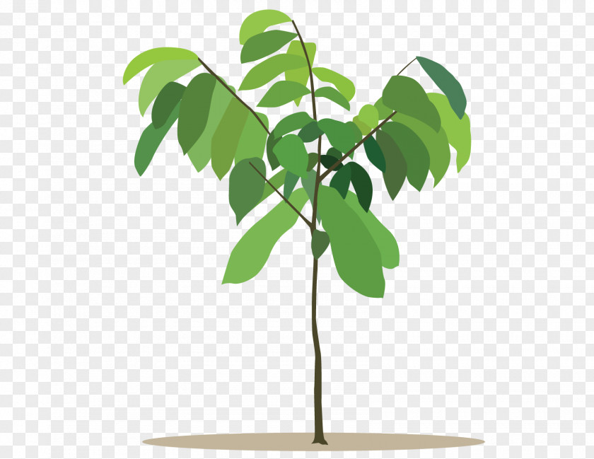 Plants Drawing Painting Graphic Design PNG